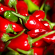 Illustration for article titled How Chilies Can Be Used to Treat Pain